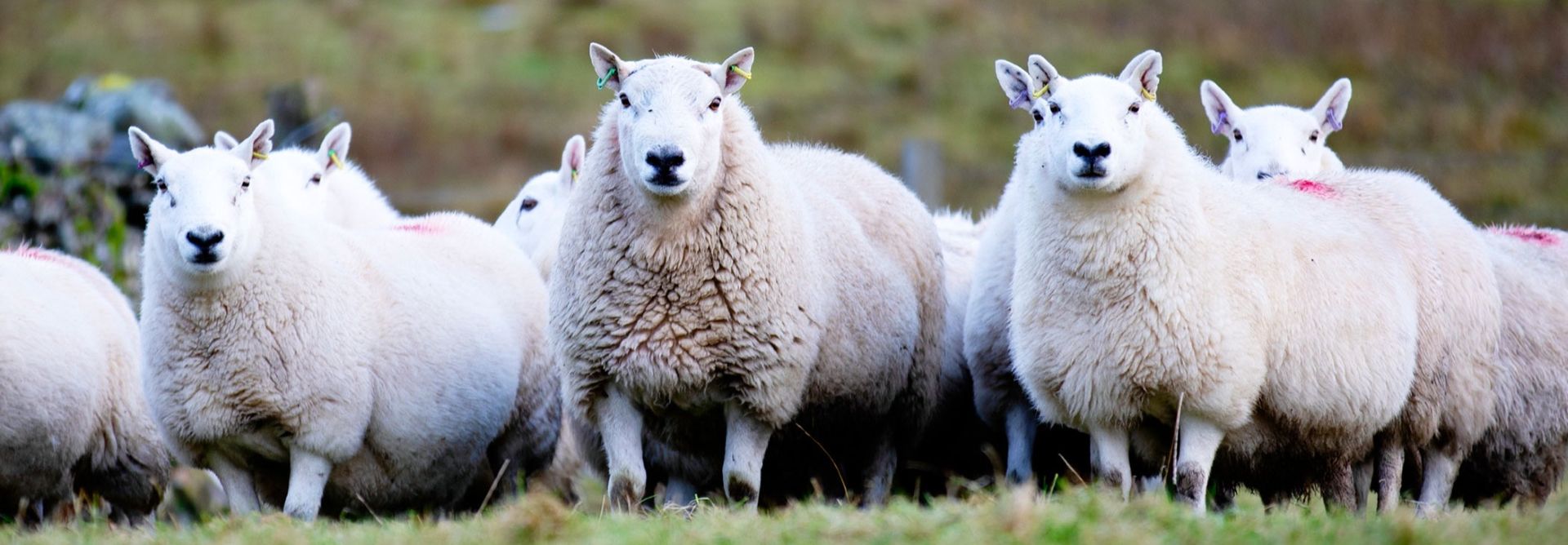 Wool Bedding | Wool Duvets | Wool Pillows