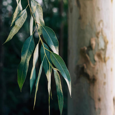 Eucalyptus Duvet Covers | Tencel Duvet Covers | Eucalyptus Quilt Covers